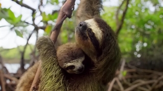 چرا تنبل‌ها قوی‌تر از قهرمانان المپیک هستند؟