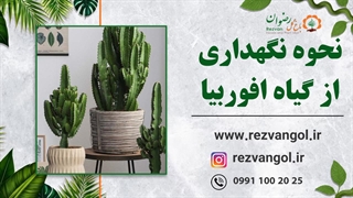 گیاه افروبیا