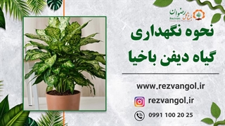 گیاه دیفن باخیا