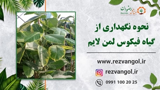 نحوه نگهداری از گیاه فیکوس لمن لایم