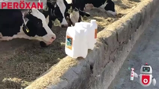 ضدعفونی کننده دامداری پروکسان 10 درصد , 15 درصد