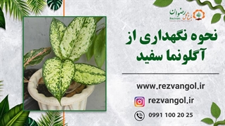 نحوه نگهداری از آگلونما سفید