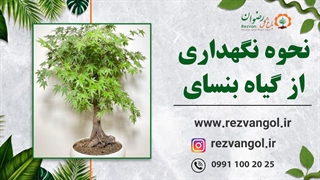 نحوه نگهداری از گیاه بنسای افرا