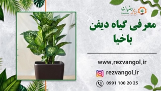 نحوه نگهداری از گیاه دیفن باخیا