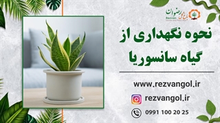 نحوه نگهداری از گیاه سانسوریا کرواتی طلایی