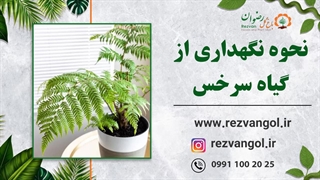 نحوه نگهداری از گیاه سرخس