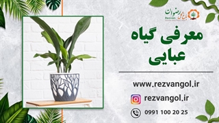 نحوه نگهداری از گیاه عبایی