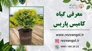 نحوه نگهداری ازگیاه کامیس پاریس