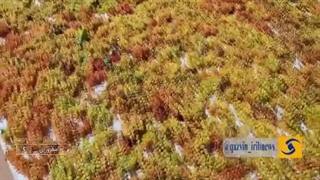 فناوری جدید باغداری حاج حبیب محمدی در اسفرورین تاکستان - الگوی باغداری