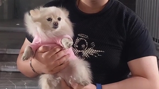 امیرعلیa2 عفیف اباد و سگ خوشکلش #a2vira #amirali__.a2 #a2__org #a2