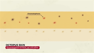 چرا اختاپوس‌ها شبیه زمینی ها نیستند؟