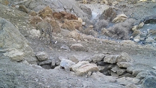 پلنگ ایرانی در پارک ملی قطرویه فارس