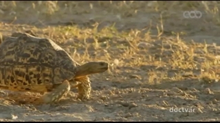 مرگبارترین حیوانات افریقا ۷