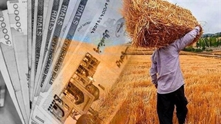 پرداخت مطالبات گندمکاران آغاز شد