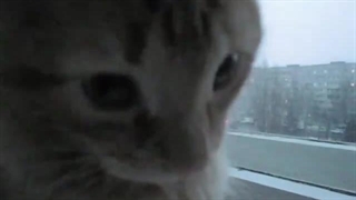 "گـــوربـــاه مـــاچ مـــیـــکـــنـــه"