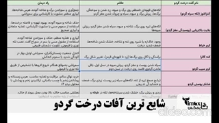بیماری ها و آفات درخت گردو + راه درمان آفت گردو