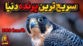 شاهین بحری،  شجاعت، وفاداری، خانواده دوستی، استقامت وسریع ترین در دنیا