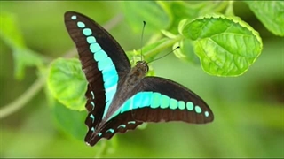 بهترین و بی نقص ترین چشمانی که در دنیا وجود دارد