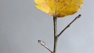 آموزش ساخت کلبه پاییزی