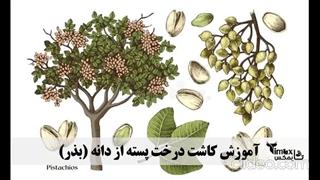 آموزش کاشت درخت پسته از دانه سریع (بذر)