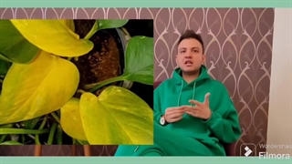 تقویت گل پتوس با چند ترفند ساده اما حرفه‌ای