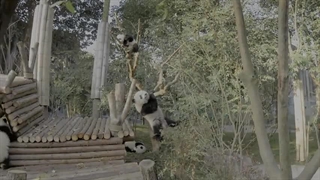 پانداها: بازگشت به خانه