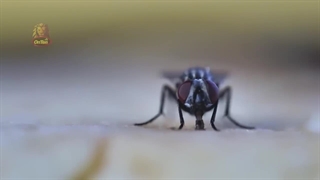 اگر همه با هم مگس ها رو منقرض کنیم، چی میشه؟