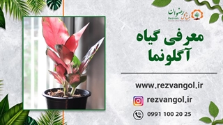 معرفی گیاه آگلونما