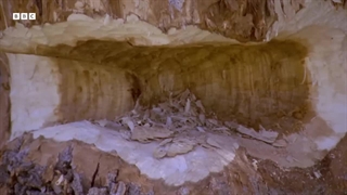 نگاهی نادر به نحوه تغذیه ایگواناهای دریایی در زیر آب