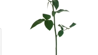 از گل به جیسو