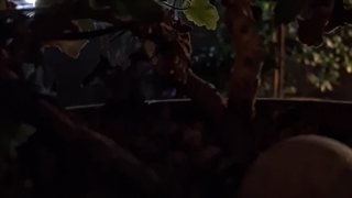 پیش از طلوع