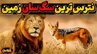 شجاع ترین، هوشمندترین و خانواده دوست ترین سگ سان زمین، شغال