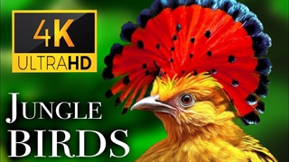 پرندگان جنگل 4K - صدای زیبای پرندگان در جنگل بارانی | فیلم آرامش‌بخش منظره