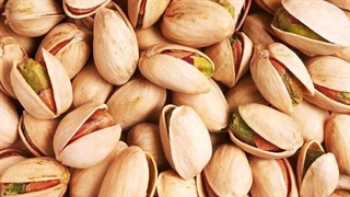 آیین شکرانه پسته در دامغان