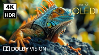 ویدیوی 4K HDR Ultra HD با سرعت 120 فریم بر ثانیه - دالبی ویژن خیره‌کننده