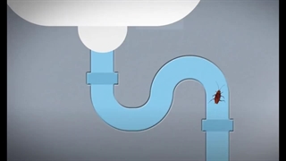 سوسک موجودی که 350 میلیون سال روی زمینه و خیال خداحافظی هم ندارد