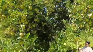 صادرات و تامین کننده میوه های فصلی بیرامی در مراغه