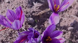 آموزش شربت زعفران خوشمزه و طبیعی با زعفران تک زر