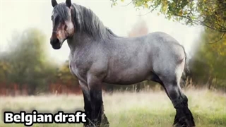 ۱۰ تا از غول_پیکرترین اسب_های دنیا 