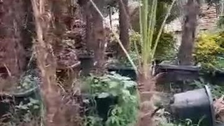 بهترین گلخانه ایران در تنکابن۰۹۳۶۰۸۸۲۴۵۵