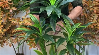 خرید درختچه مصنوعی دراسینا سبز با ارتفاع ۱۵۰ سانتی‌متر، زیبایی طبیعی و دوام بالا برای فضای شما!