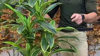 درختچه مصنوعی دراسینا ابلق ۴ کوپه – ارتفاع ۱۸۰ سانت