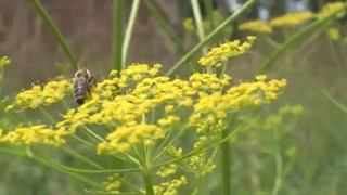 علوم تجربی چهارم دبستان | درس دوازدهم: گوناگونی گیاهان | گرده‌افشانی