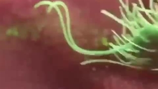 علوم تجربی ششم دبستان | درس سیزدهم: سالم بمانیم | سد دفاعی بدن