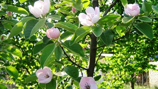 رمان کوتاه: اولین شکوفه روی شاخه‌ی خشک