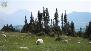 بز کوهی، حیوانی که به جاذبه اعتقادی ندارد