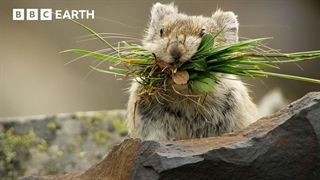 پیکا: راهزن کوچک کوهستان | بی‌بی‌سی ارث