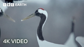 بازیابی شگفت‌انگیز درناهای تاج قرمز هوکایدو  ژاپن وحشی