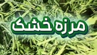 خشک کردن سبزی مرزه فله ای حجم انبوه با خشک کن استخری اسوه صنعت