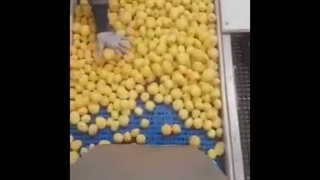 دستگاه پوستگیر سیب زمینی